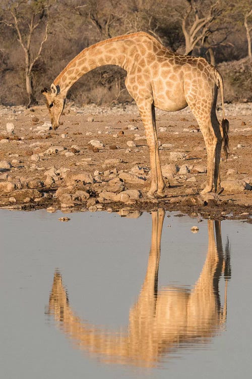 Giraffe Bends Over To Drink At A Waterhole, Reflecting In The Water, In Etosha National Park, Namibia