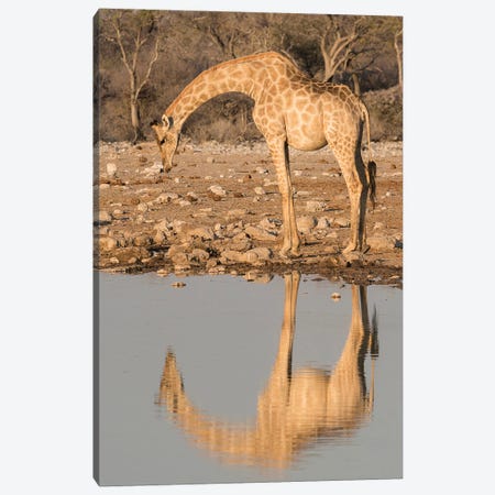 Giraffe Bends Over To Drink At A Waterhole, Reflecting In The Water, In Etosha National Park, Namibia Canvas Print #BND20} by Brenda Tharp Canvas Art