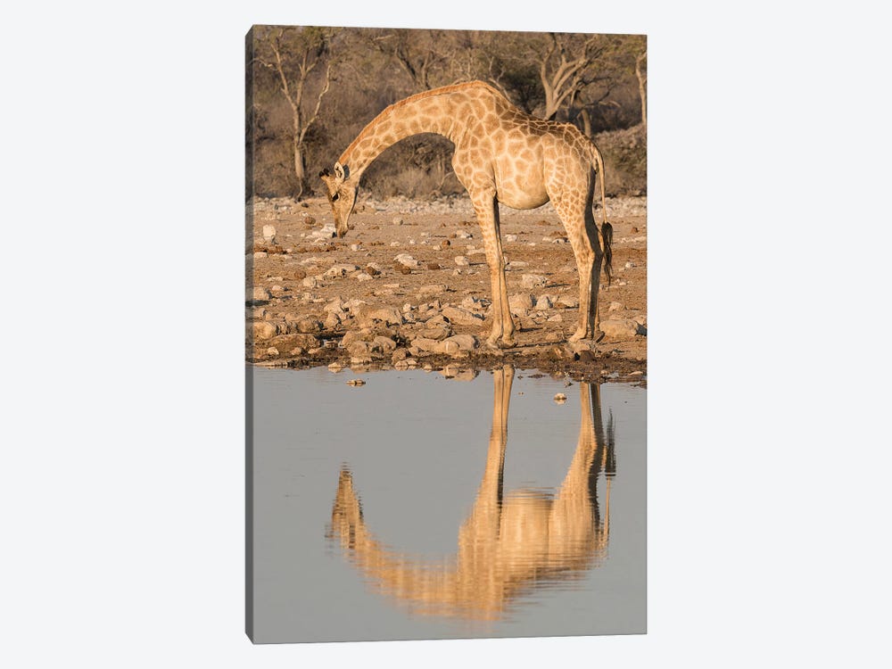 Giraffe Bends Over To Drink At A Waterhole, Reflecting In The Water, In Etosha National Park, Namibia by Brenda Tharp 1-piece Canvas Artwork