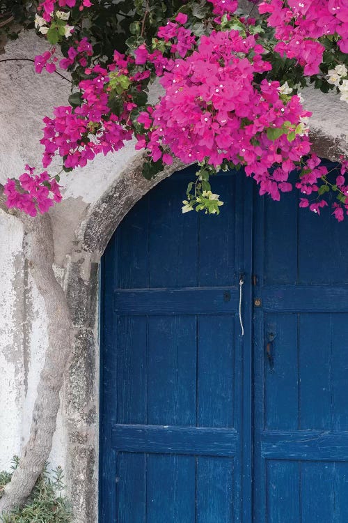 Greece, Santorini. Weathered blue door is framed by bright pink Bougainvillea blossoms.