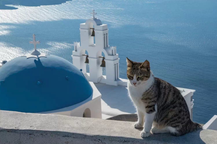 Greece, Santorini. Cat posing on the wall above the iconic Three Bells of Fira