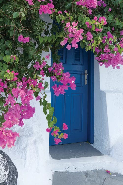 Greece, Santorini. A Picturesque Blue Door Is Surrounded By Pink Bougainvillea In Firostefani.