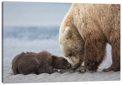 Coastal Grizzly Bear Cub Begs For A Clam, Lake Clark National Park, Alaska Canvas Art Print - Grizzly Bear Art