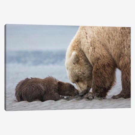Coastal Grizzly Bear Cub Begs For A Clam, Lake Clark National Park, Alaska Canvas Print #BND3} by Brenda Tharp Canvas Artwork