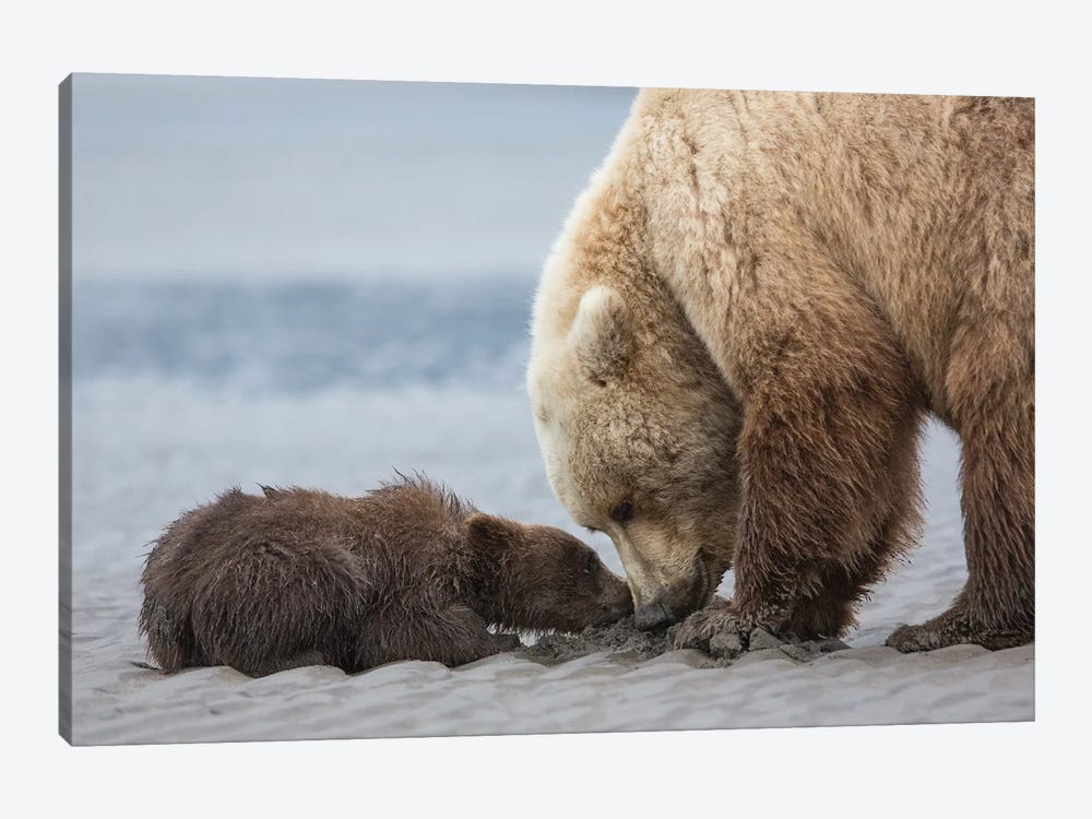Coastal Grizzly Bear Cub Begs For A Clam, Lake Clark National Park, Alaska by Brenda Tharp 1-piece Art Print