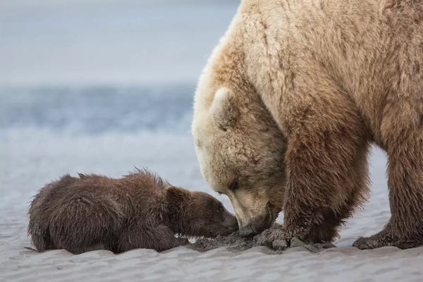 United States of America: Coastal Grizzly Bear Cub Begs For A Clam, Lake Clark National Park, Alaska by Brenda Tharp