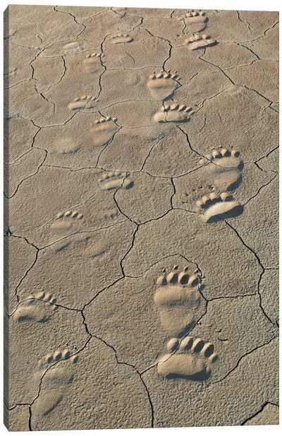 Footprints Of Coastal Grizzly Bears In Lake Clark National Park, Alaska Canvas Art Print - Grizzly Bear Art