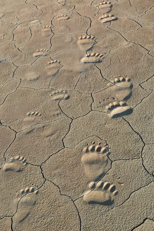 Footprints Of Coastal Grizzly Bears In Lake Clark National Park, Alaska