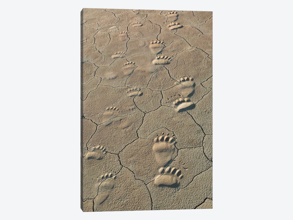 Footprints Of Coastal Grizzly Bears In Lake Clark National Park, Alaska by Brenda Tharp 1-piece Canvas Art