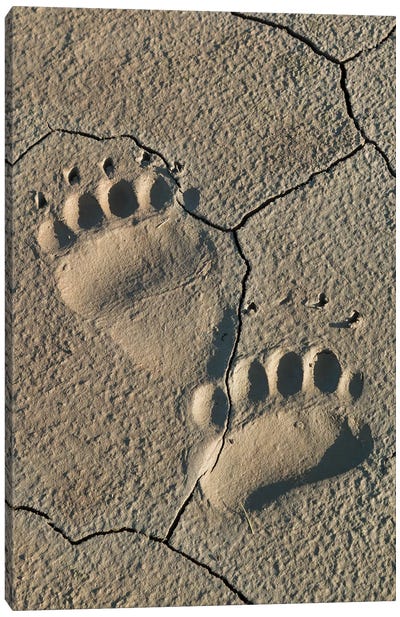 Footprints Of Coastal Grizzly Bear, Lake Clark National Park, Alaska Canvas Art Print - Grizzly Bear Art
