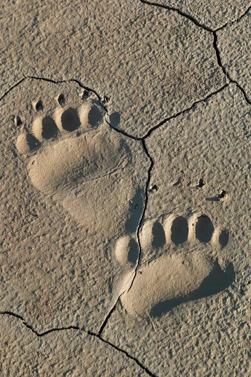Footprints Of Coastal Grizzly Bear, Lake Clark National Park, Alaska