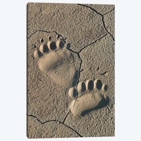 Footprints Of Coastal Grizzly Bear, Lake Clark National Park, Alaska Canvas Print #BND5} by Brenda Tharp Art Print