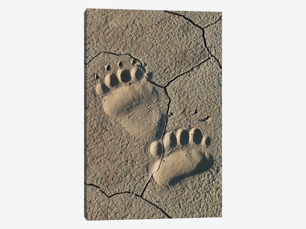 Footprints Of Coastal Grizzly Bear, Lake Clark National Park, Alaska by Brenda Tharp 1-piece Art Print