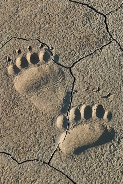 Brenda Tharp: Footprints Of Coastal Grizzly Bear, Lake Clark National Park, Alaska by Brenda Tharp