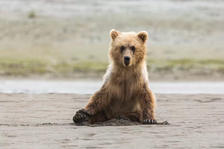 Immature Coastal Grizzly Bear Sits On Beach, Lake Clark National Park, Alaska