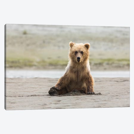 Immature Coastal Grizzly Bear Sits On Beach, Lake Clark National Park, Alaska Canvas Print #BND6} by Brenda Tharp Canvas Art Print