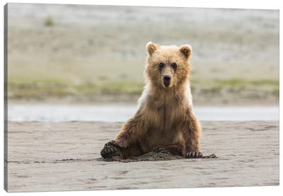 Immature Coastal Grizzly Bear Sits On Beach, Lake Clark National Park, Alaska Canvas Art Print - Alaska Art