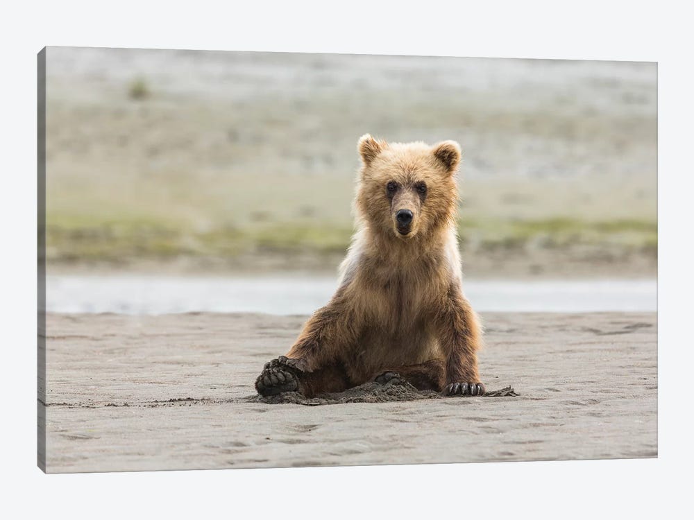 Immature Coastal Grizzly Bear Sits On Beach, Lake Clark National Park, Alaska by Brenda Tharp 1-piece Canvas Art