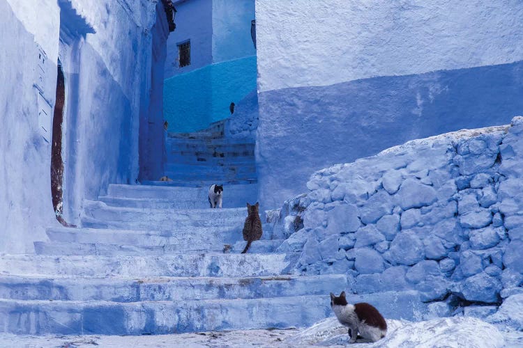 Morocco, Chefchaouen. Cats sit along the winding steps of an alley.