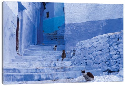 Morocco, Chefchaouen. Cats sit along the winding steps of an alley. Canvas Art Print - Morocco