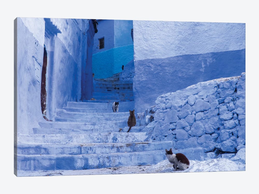 Morocco, Chefchaouen. Cats sit along the winding steps of an alley. by Brenda Tharp 1-piece Canvas Artwork
