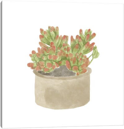 Simple Succulent I Canvas Art Print