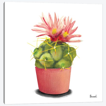 Cactus Flowers I Canvas Print #BNR1} by Bannarot Art Print