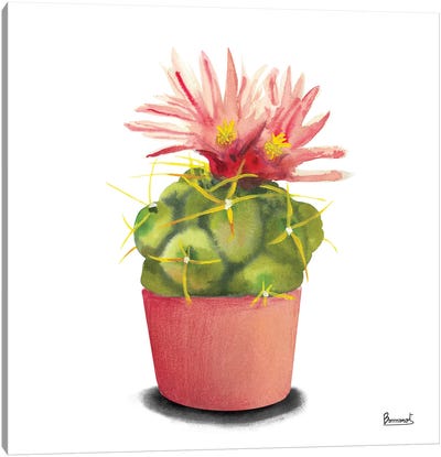 Cactus Flowers I Canvas Art Print