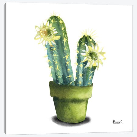 Cactus Flowers II Canvas Print #BNR2} by Bannarot Art Print