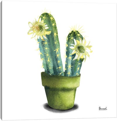 Cactus Flowers II Canvas Art Print