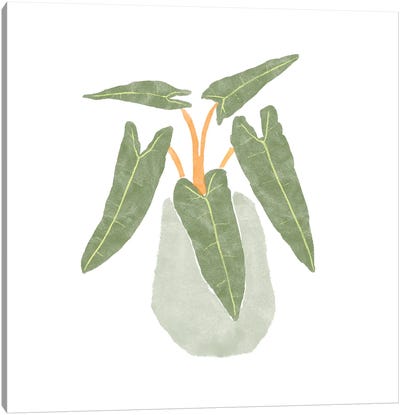 Philodendron Billietiae II Canvas Art Print