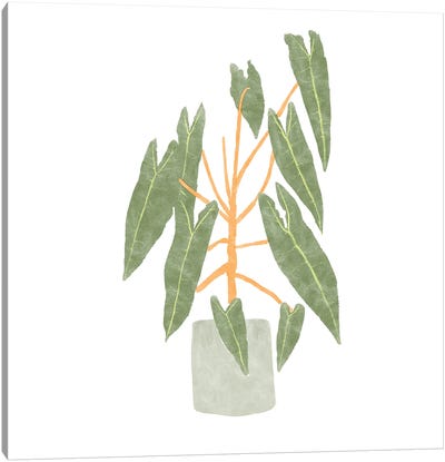 Philodendron Billietiae III Canvas Art Print