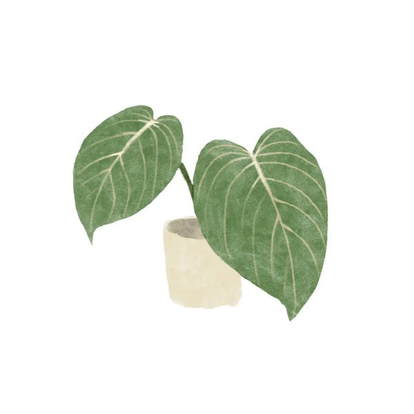 Bannarot: Philodendron Gloriosum III by Bannarot