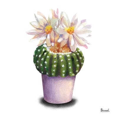 Cactus Flowers IX by Bannarot canvas print
