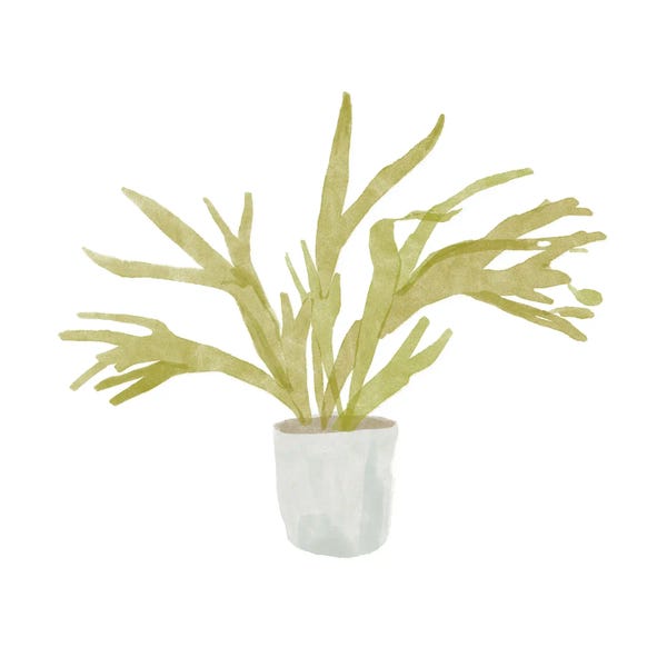 Ferns: Potted Fern II by Bannarot