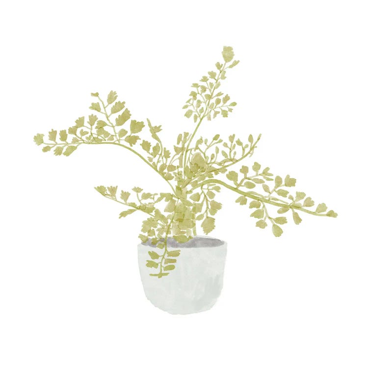 Potted Fern III