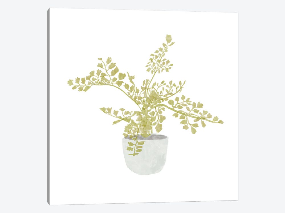 Potted Fern III by Bannarot 1-piece Canvas Art