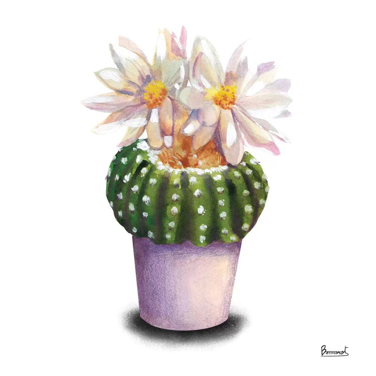 Cactus Flowers IX by Bannarot wall art