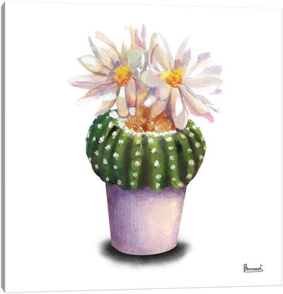 Cactus Flowers IX Canvas Art Print