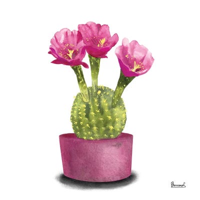 Cactus Flowers V by Bannarot gallery poster