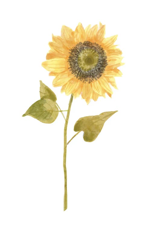 Single Sunflower portrait I