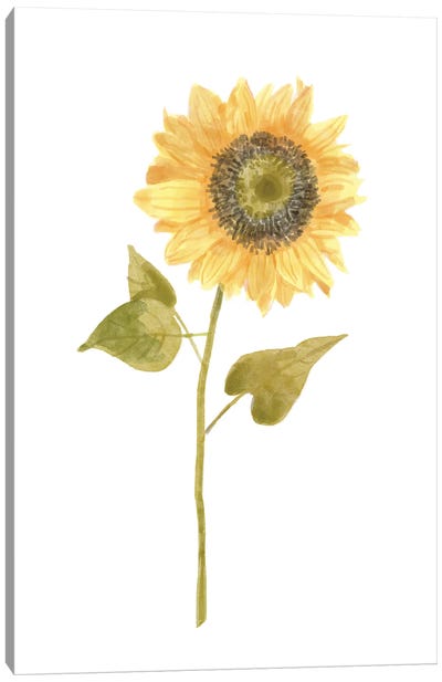 Single Sunflower portrait I Canvas Art Print