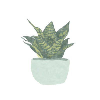 Snake Plant IV by Bannarot gallery poster