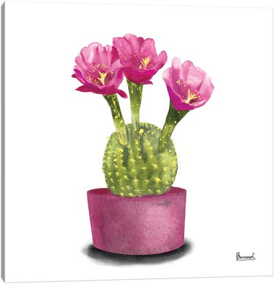Cactus Flowers V Canvas Art Print