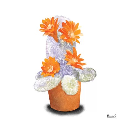 Cactus Flowers VI by Bannarot gallery poster