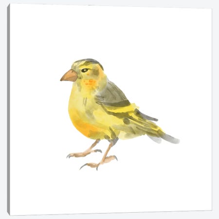 Songbird I Canvas Print #BNR71} by Bannarot Canvas Art Print