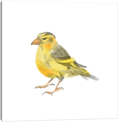 Songbird I Canvas Art Print