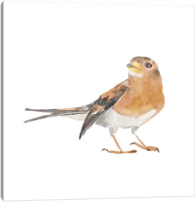 Songbird V Canvas Art Print