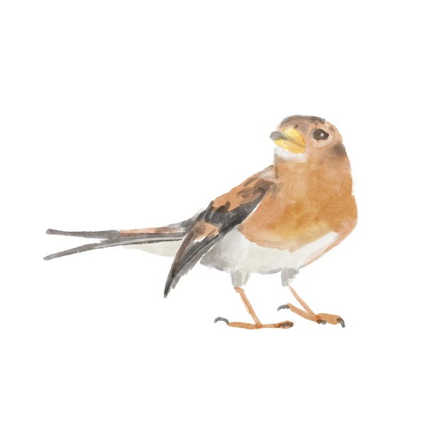 Bannarot: Songbird V by Bannarot