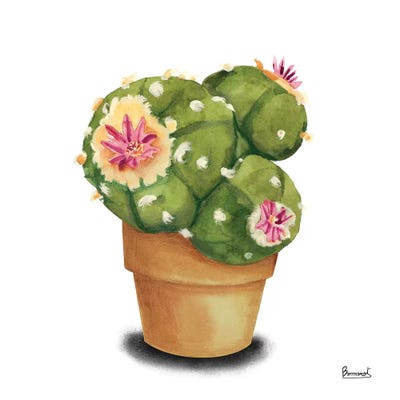 Cactus Flowers VII by Bannarot canvas print